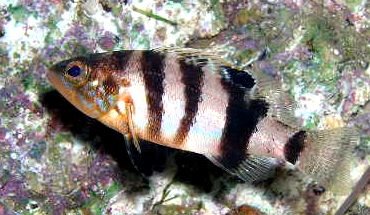 Serranus hepatus_09.jpg